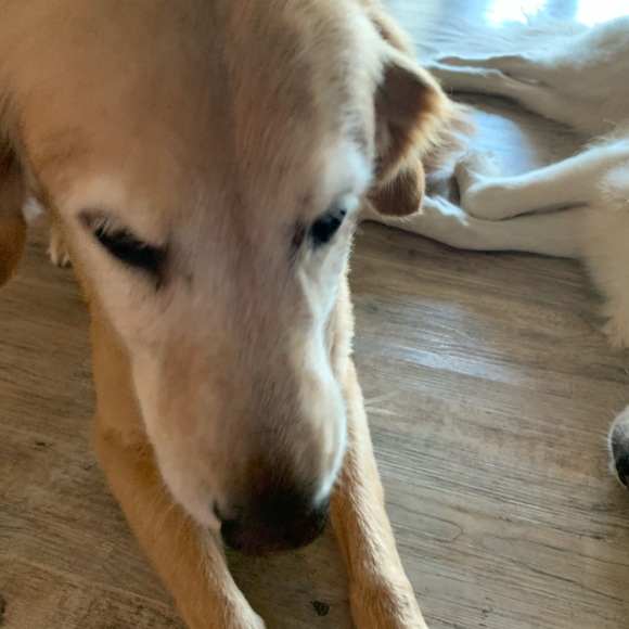 Meet your Posher, Dylan - Picture 1 of 1